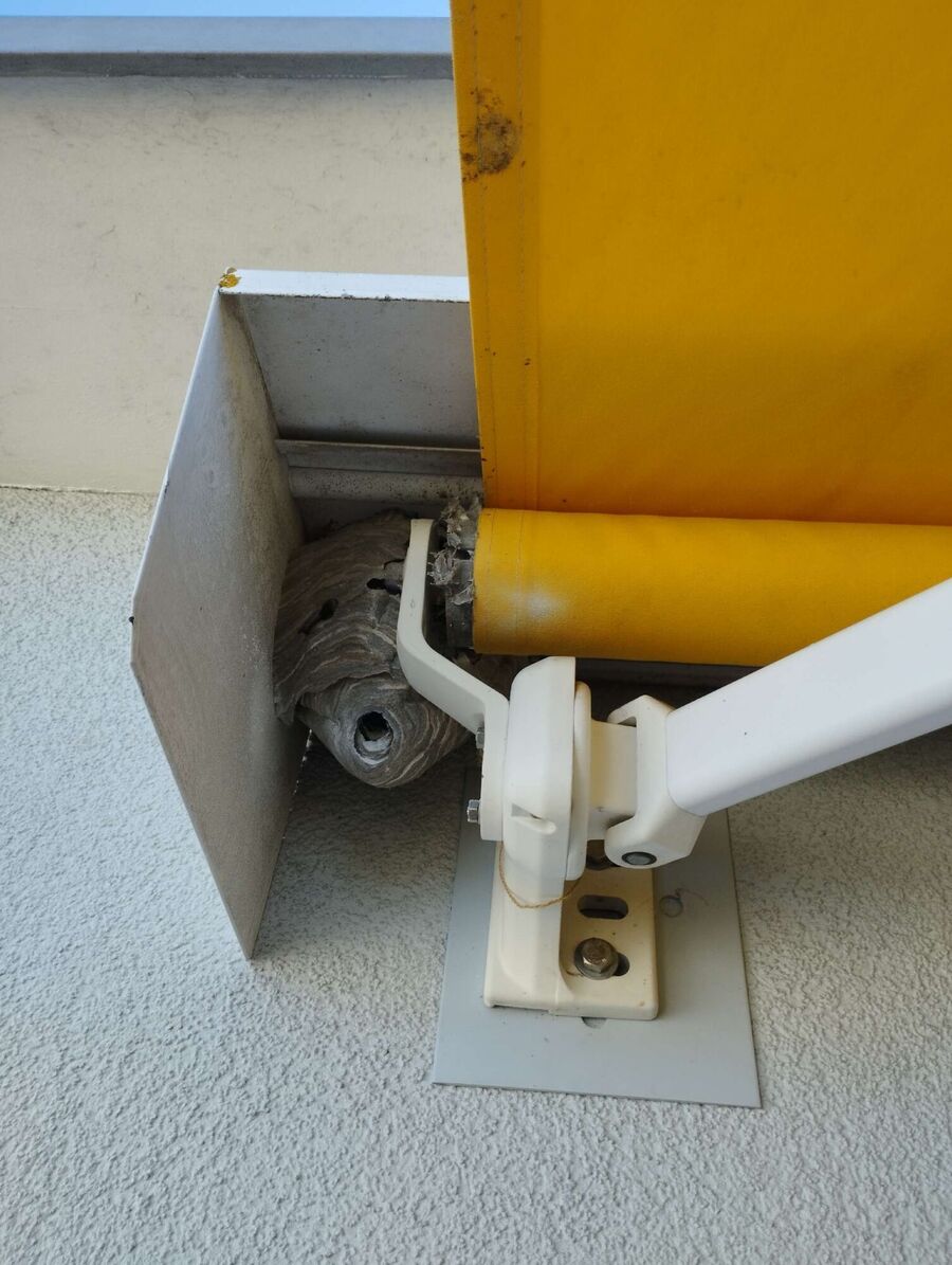 wespennest_entfernen