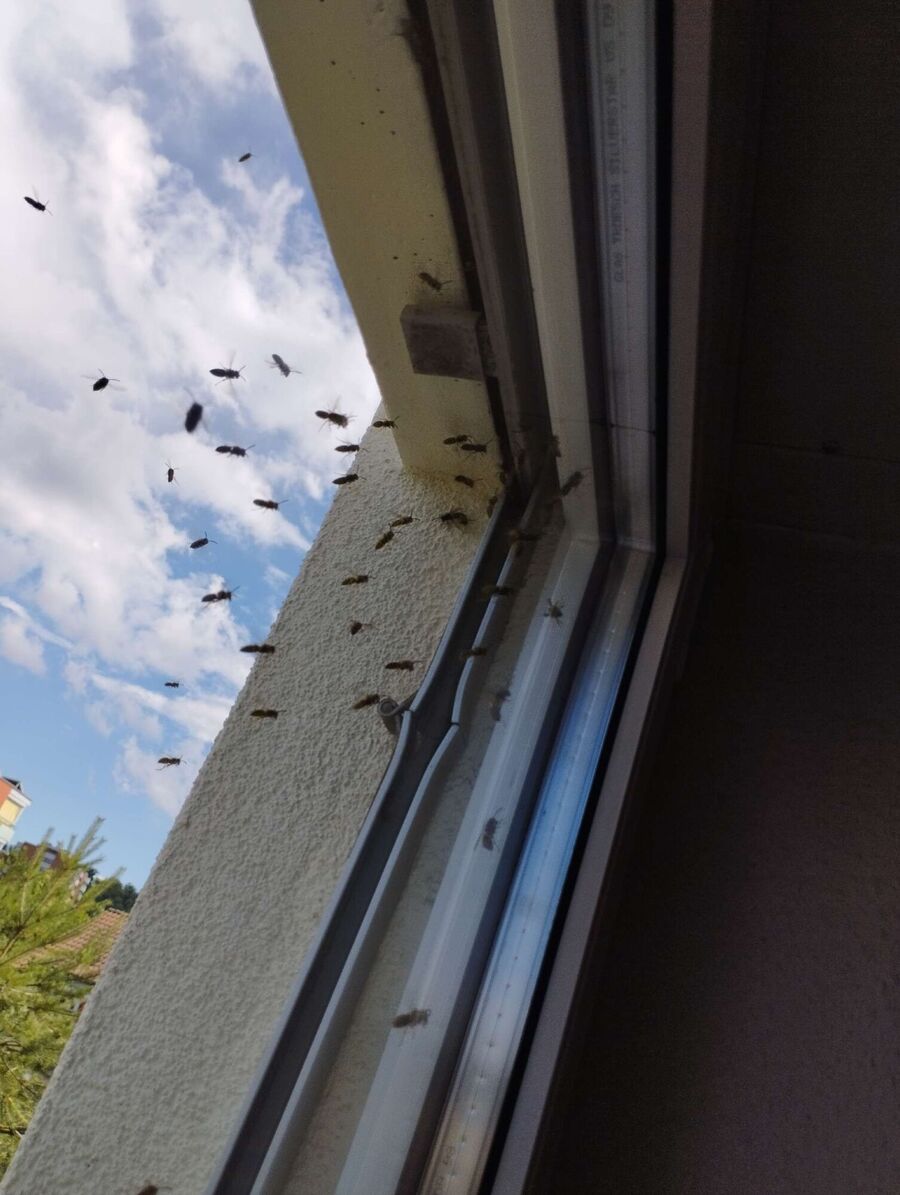 wespennest_entfernen