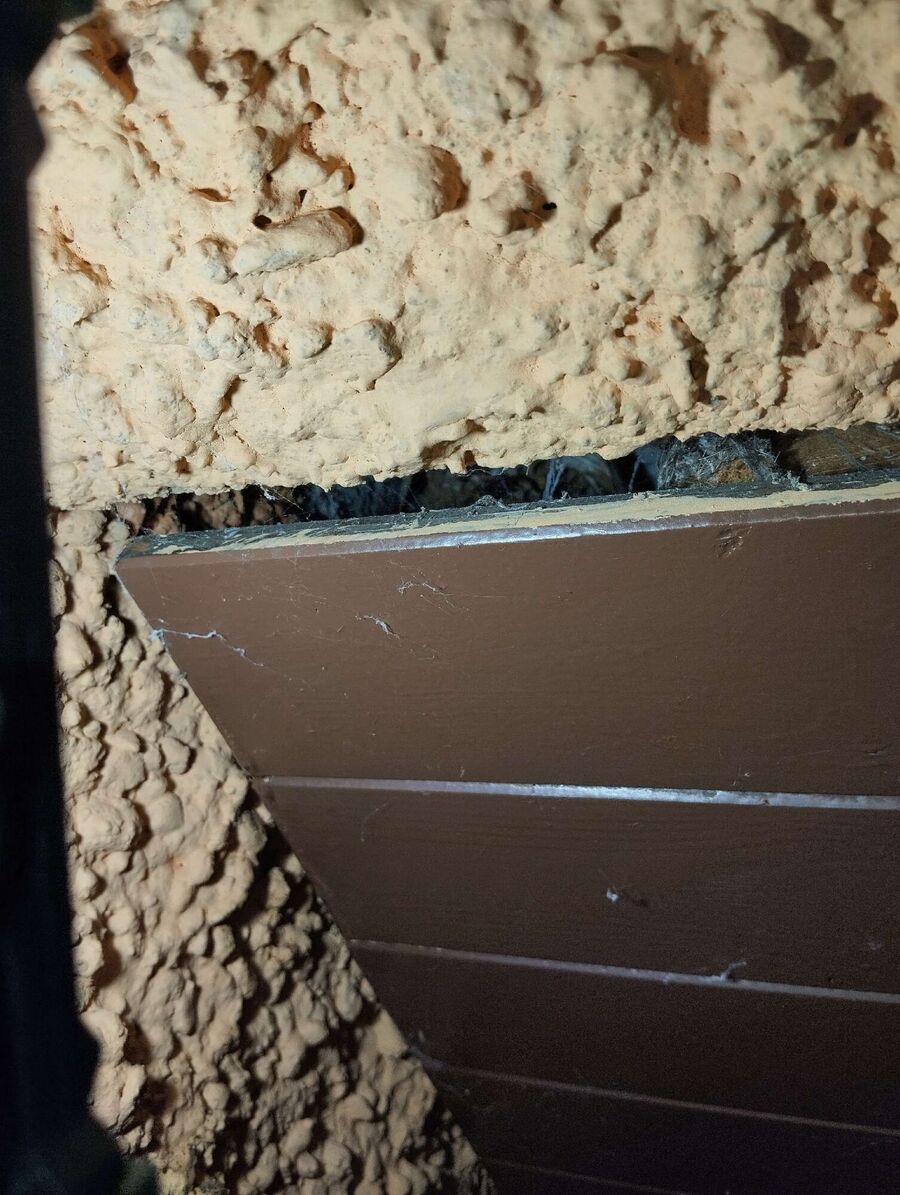 wespennest_entfernen