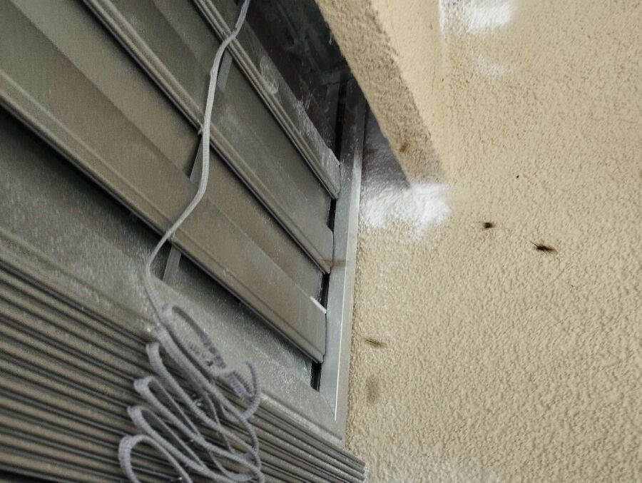 wespennest_entfernen