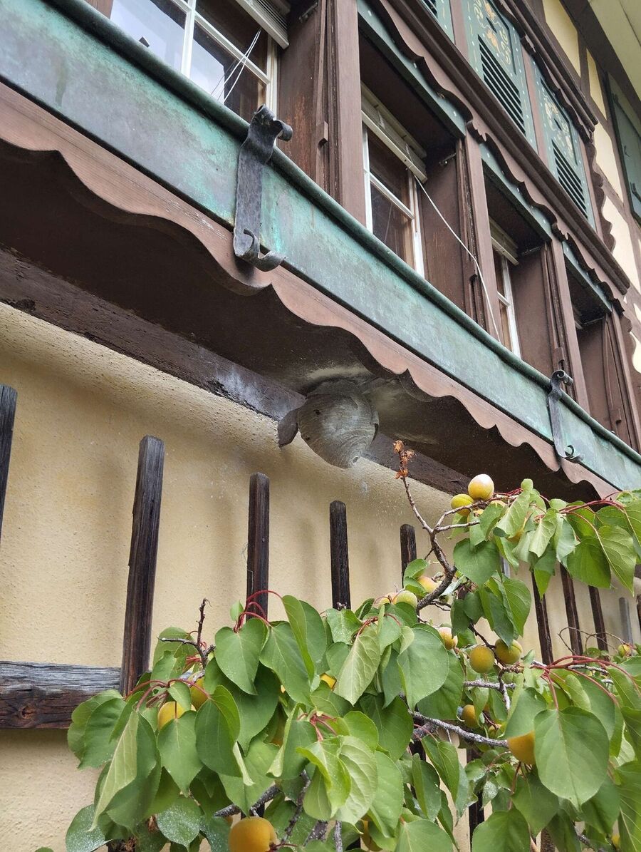 wespennest_entfernen