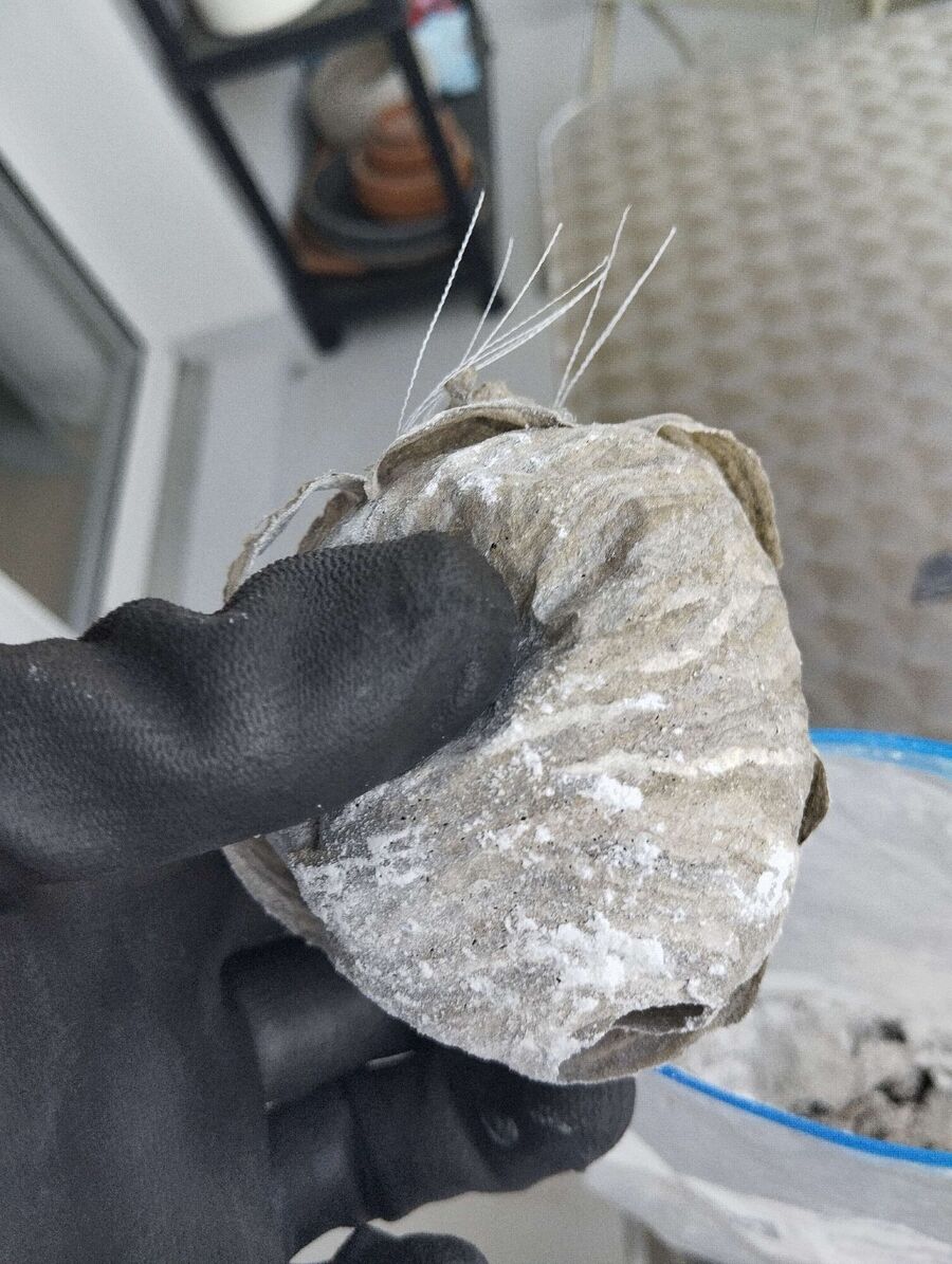 wespennest_entfernen