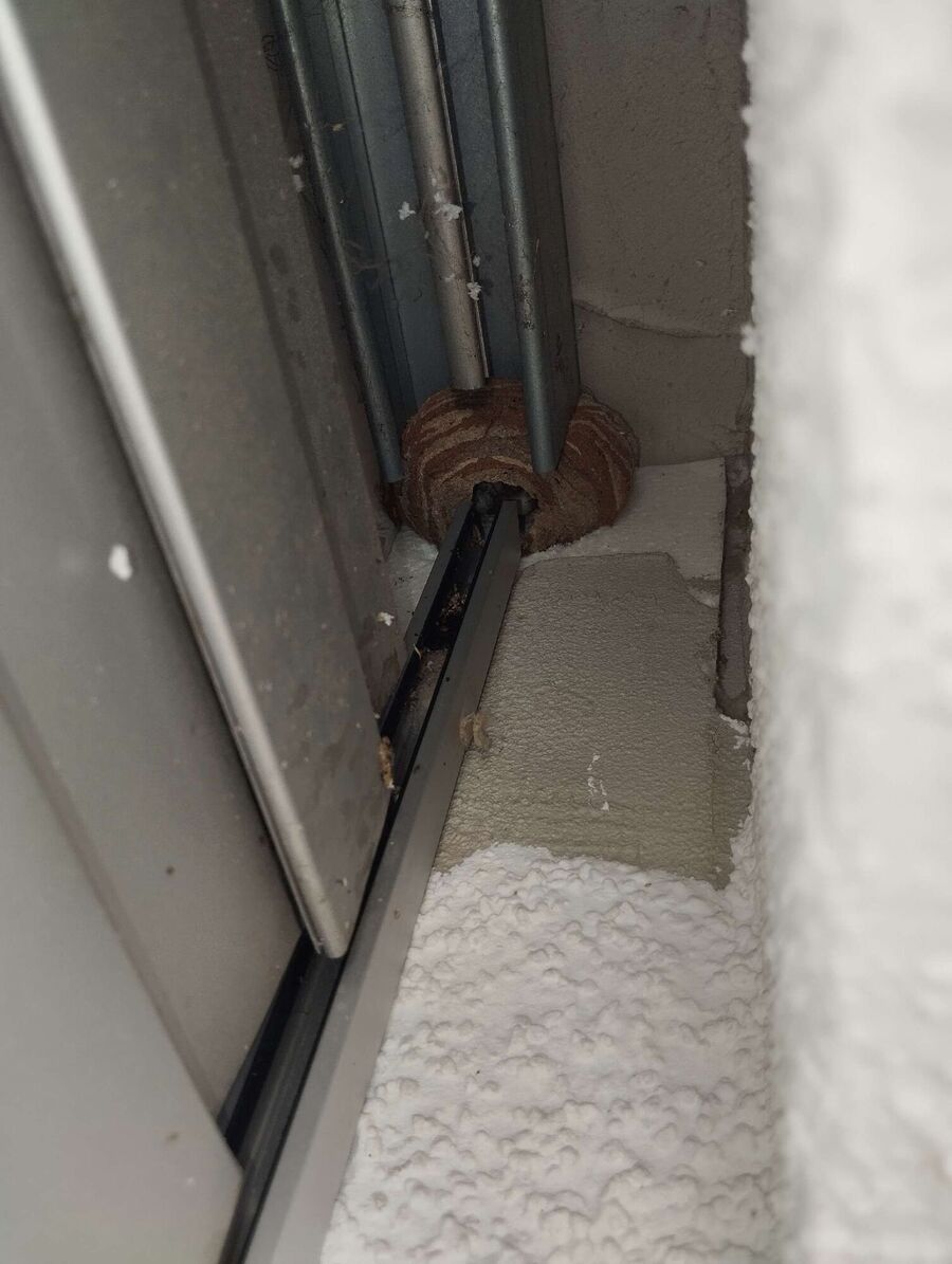 wespennest_entfernen