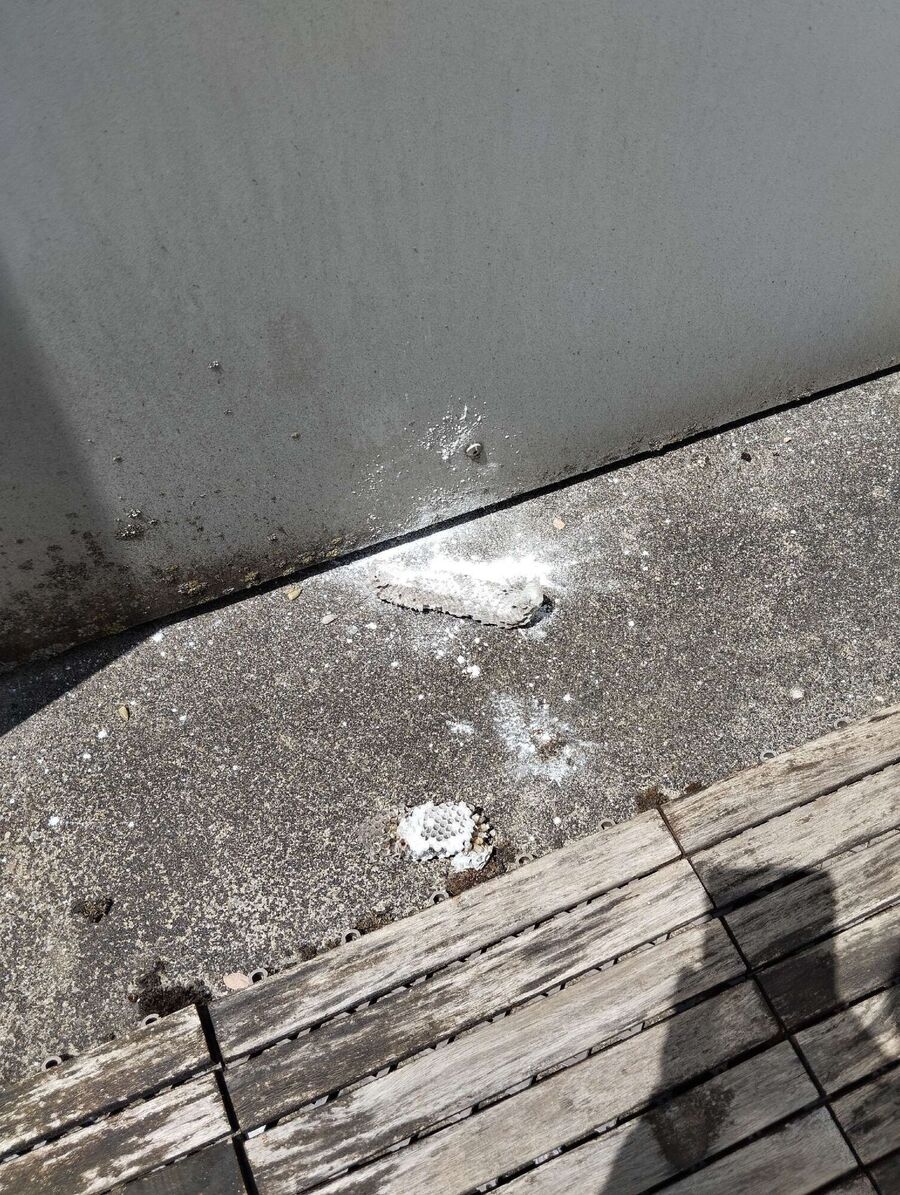 wespennest_entfernen