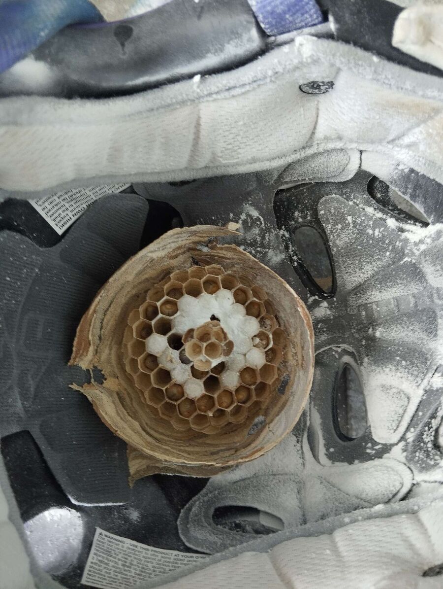 wespennest_entfernen