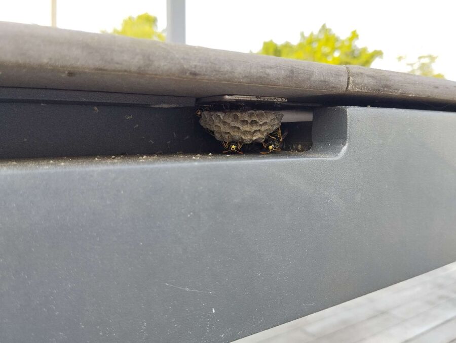 wespennest_entfernen