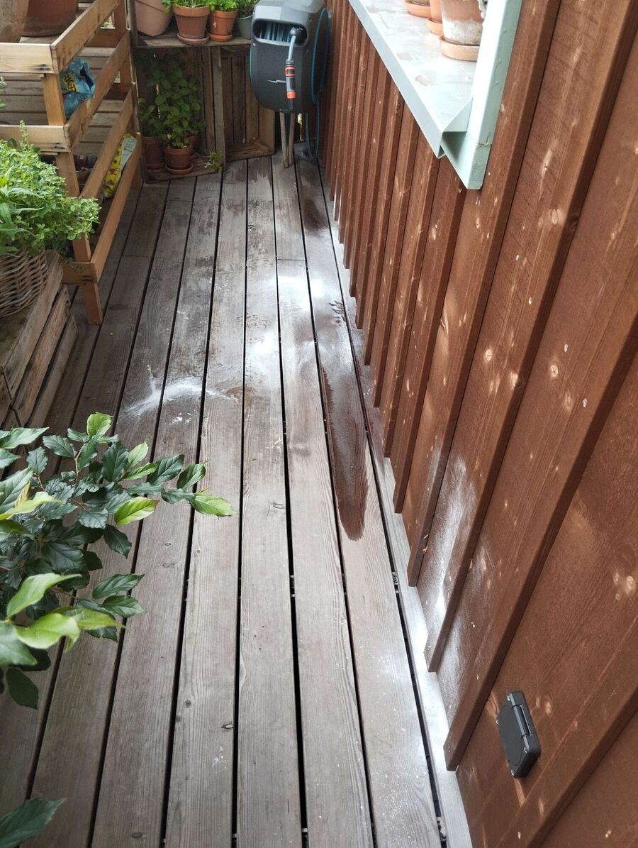 wespennest_entfernen