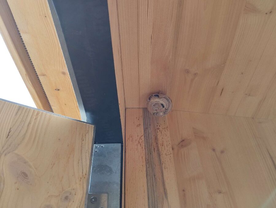 wespennest_entfernen