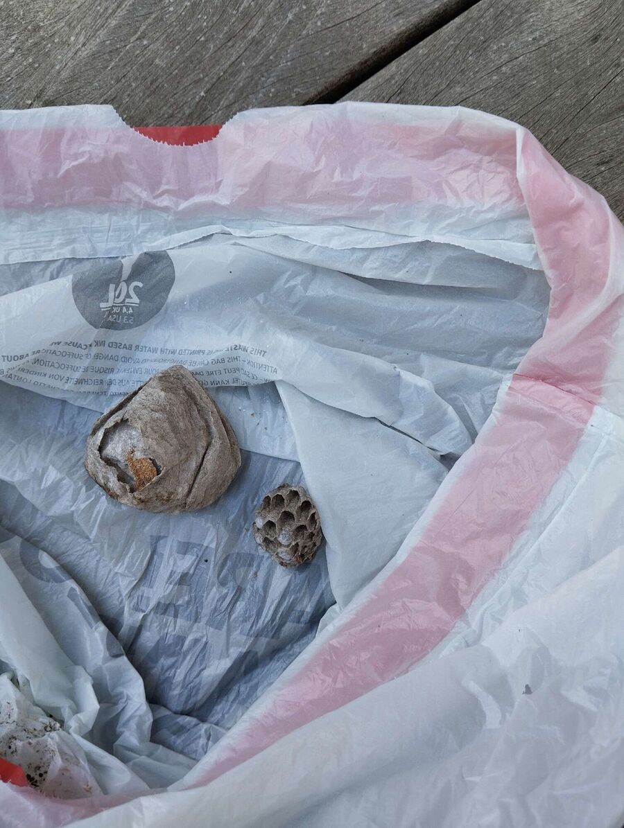 wespennest_entfernen