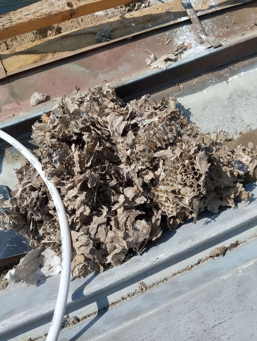 wespennest_entfernen