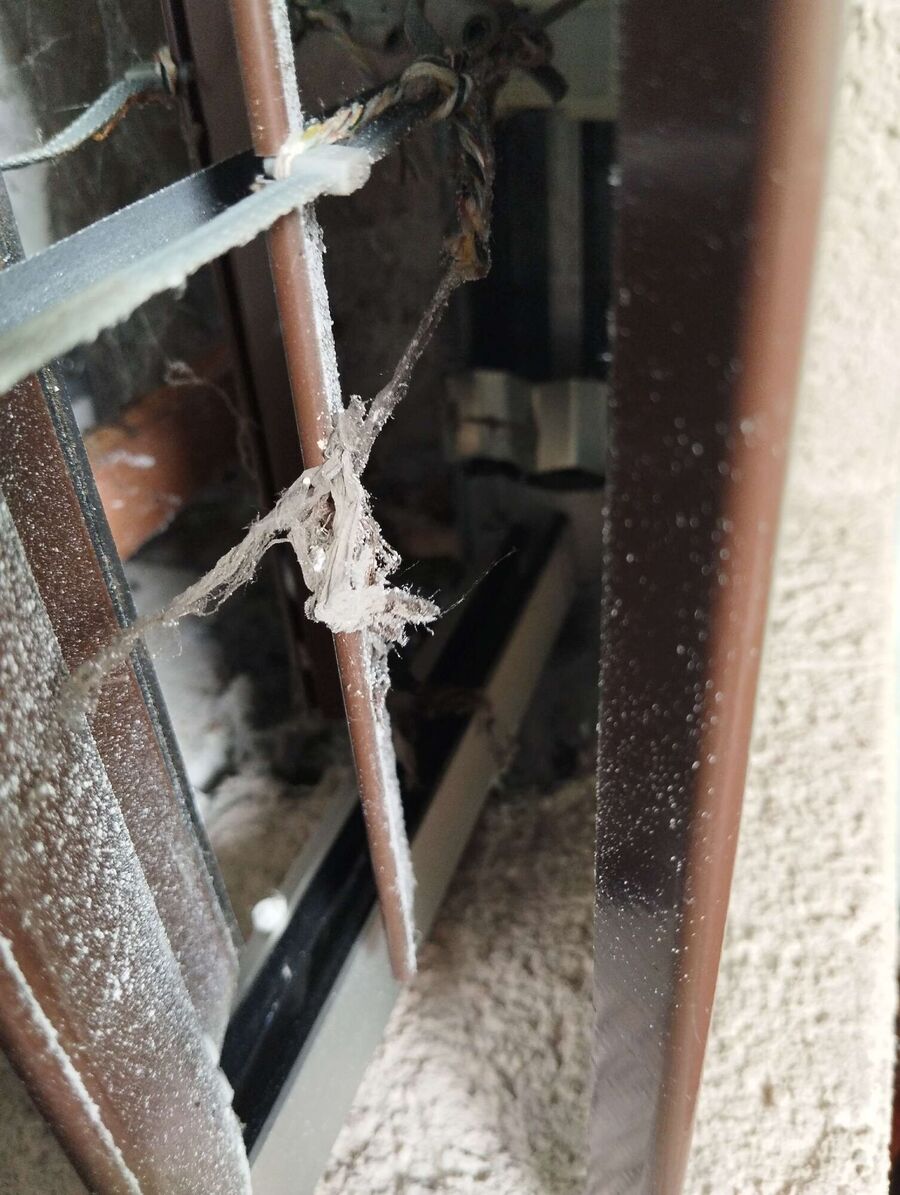 wespennest_entfernen