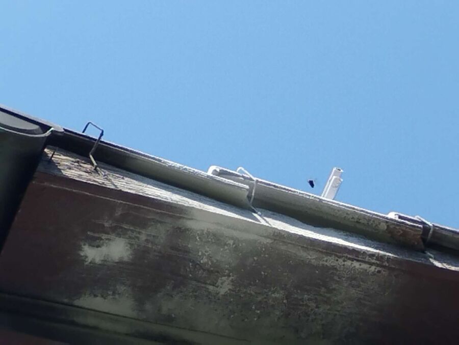 wespennest_entfernen