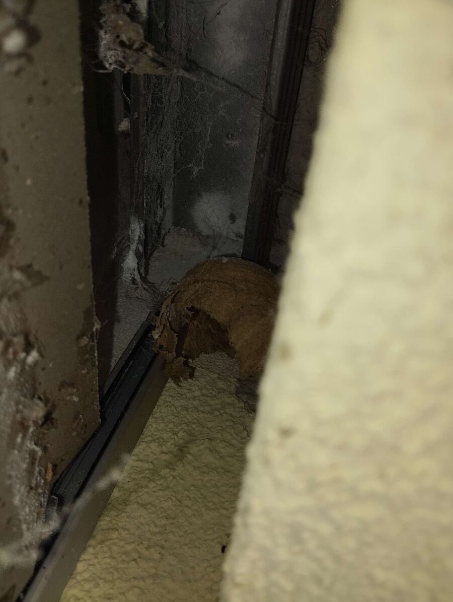 wespennest_entfernen