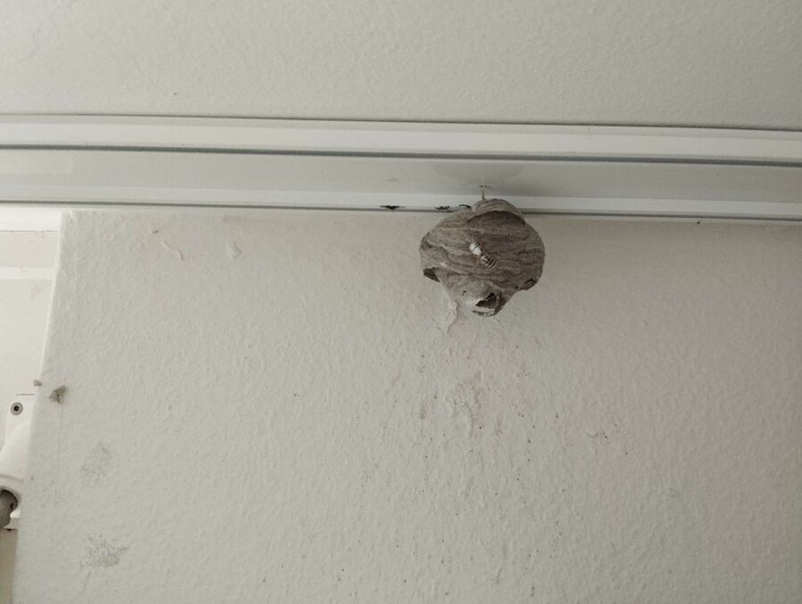 wespennest_entfernen