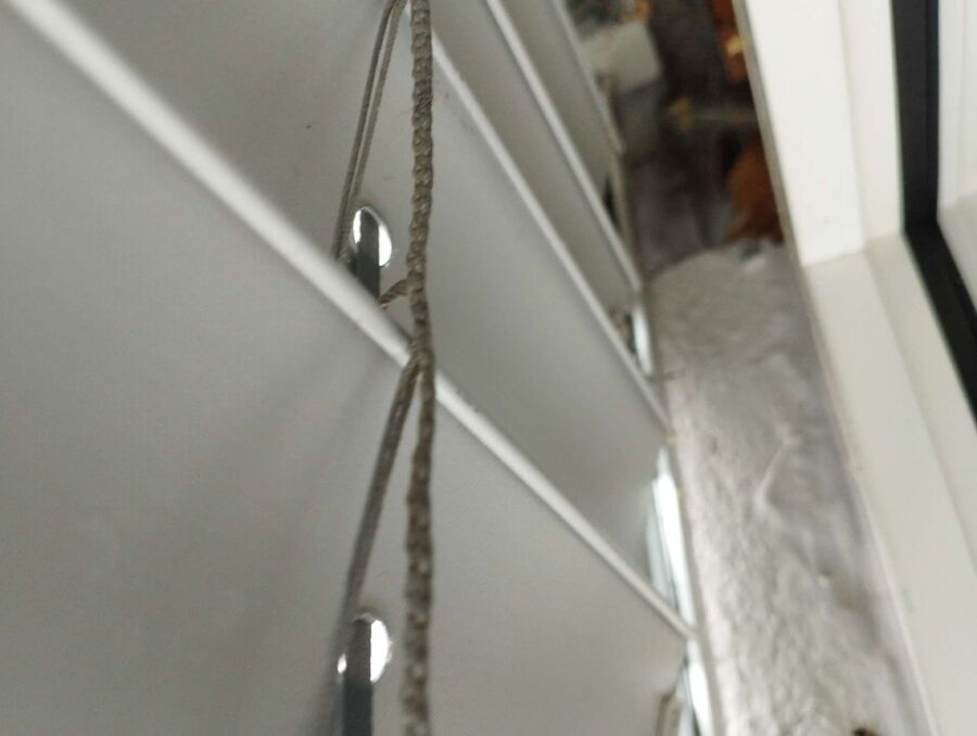 wespennest_entfernen