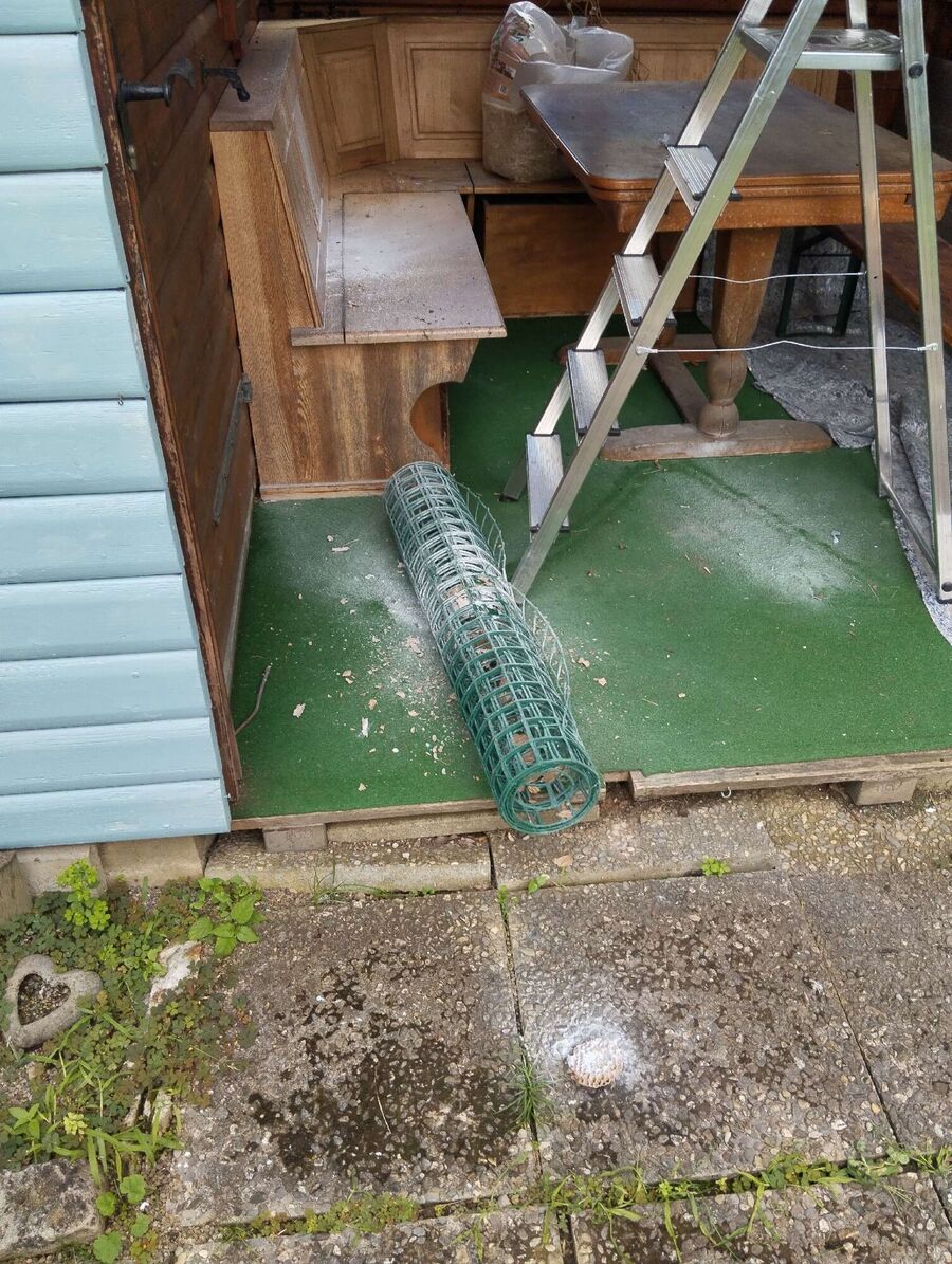 wespennest_entfernen