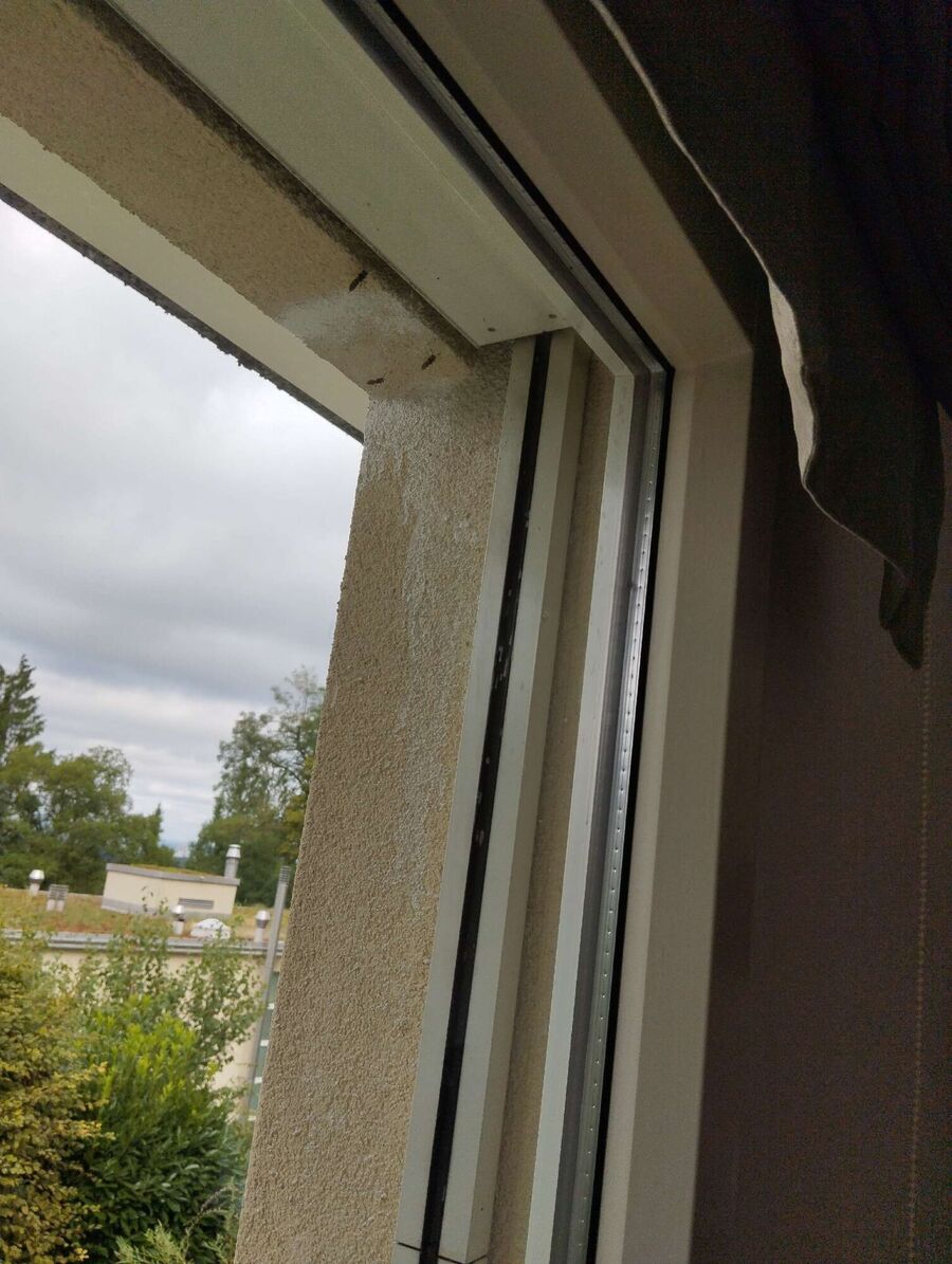 wespennest_entfernen