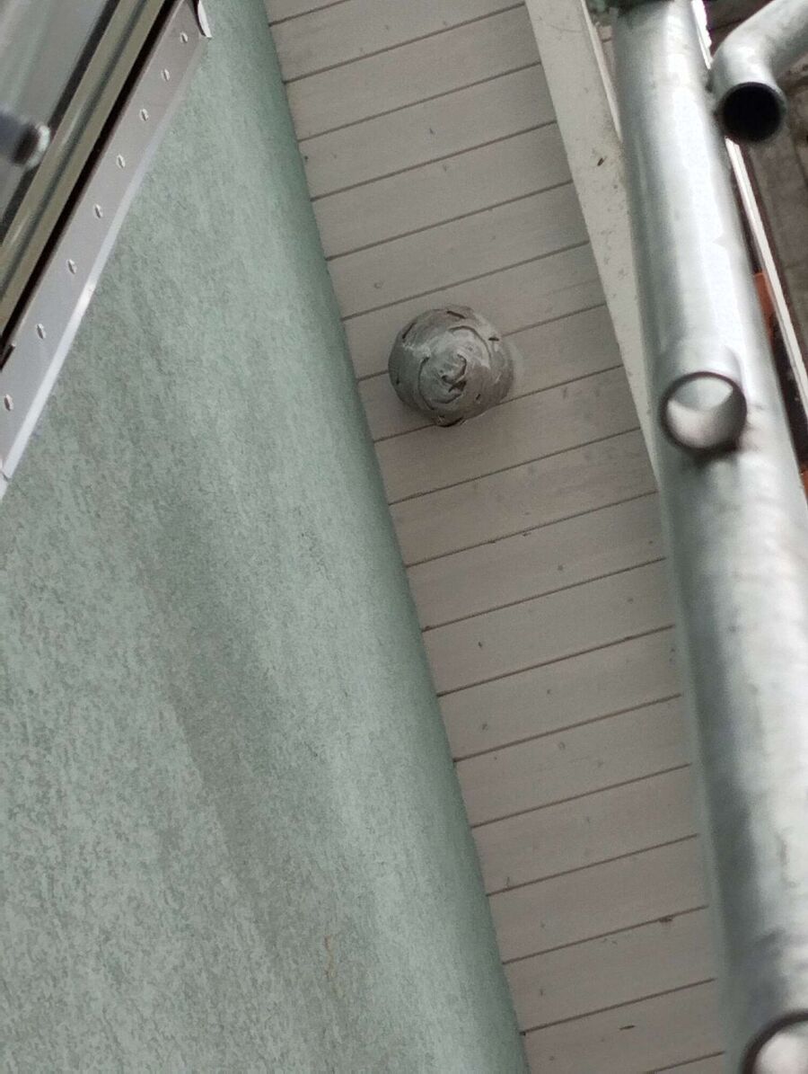 wespennest_entfernen