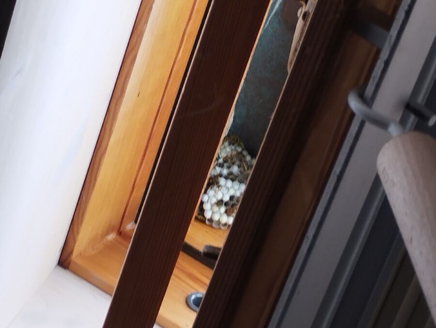 wespennest_entfernen