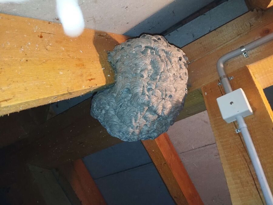 wespennest_entfernen