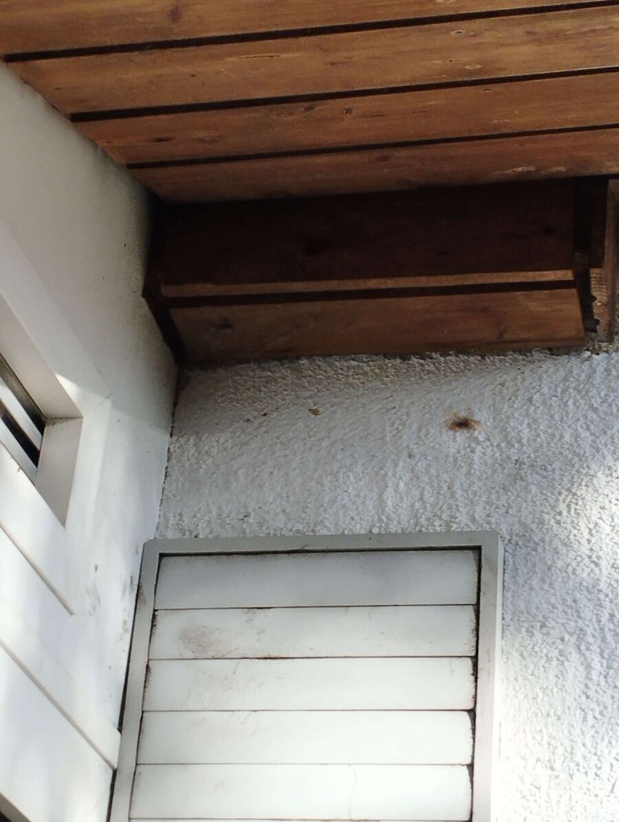 wespennest_entfernen