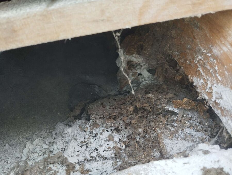 wespennest_entfernen