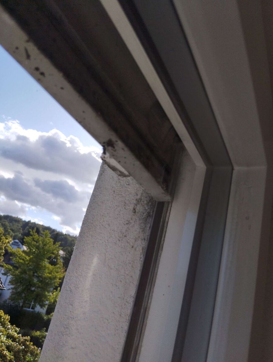 wespennest_entfernen