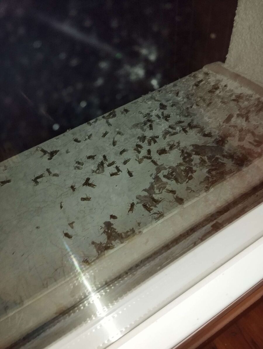 wespennest_entfernen