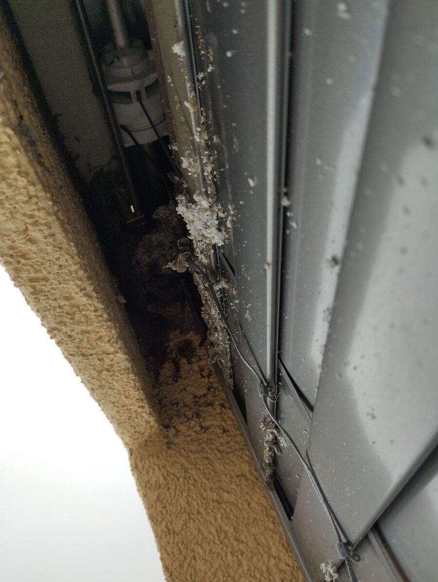 wespennest_entfernen