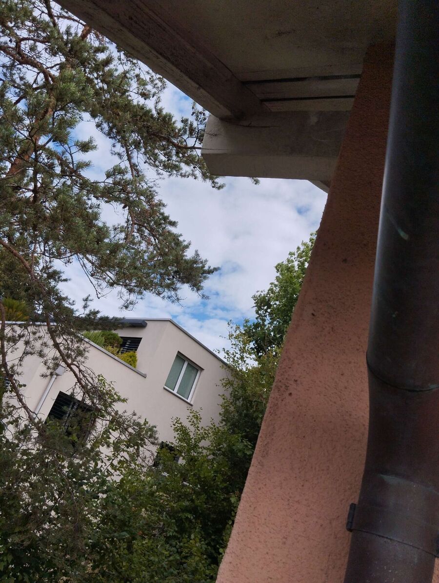 wespennest_entfernen