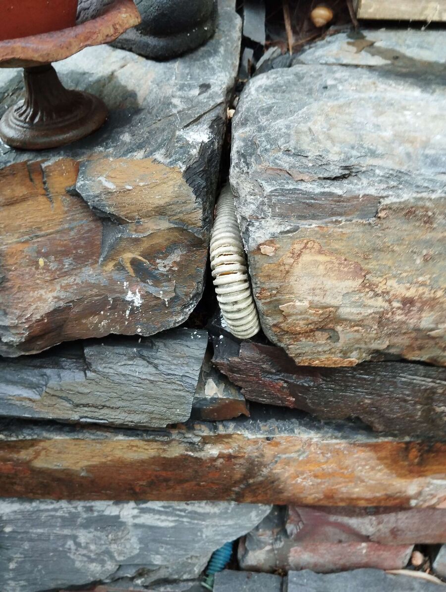 wespennest_entfernen