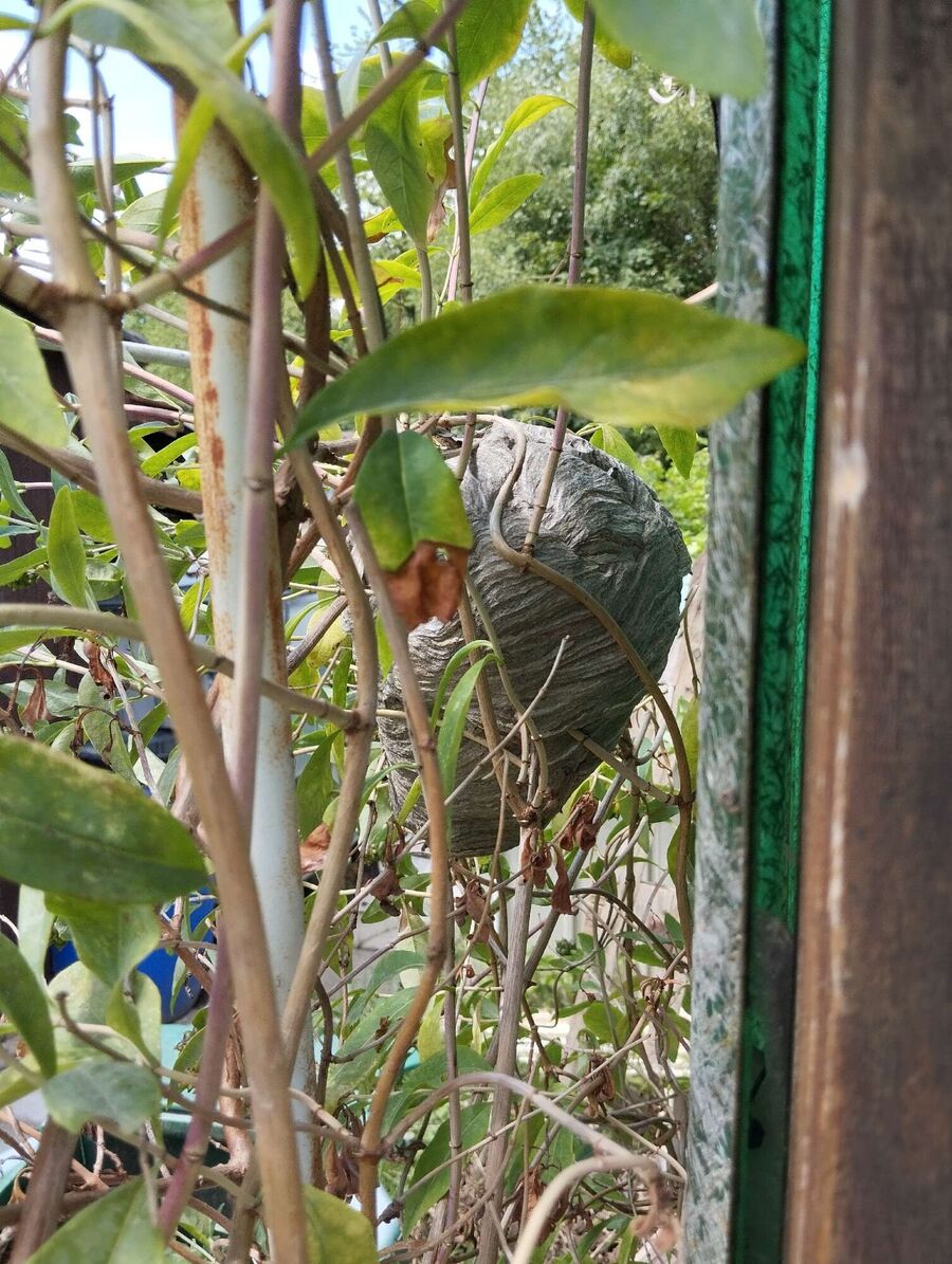 wespennest_entfernen