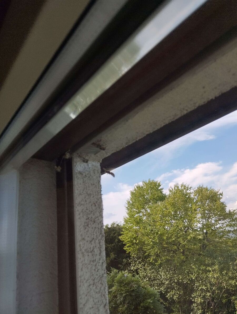 wespennest_entfernen