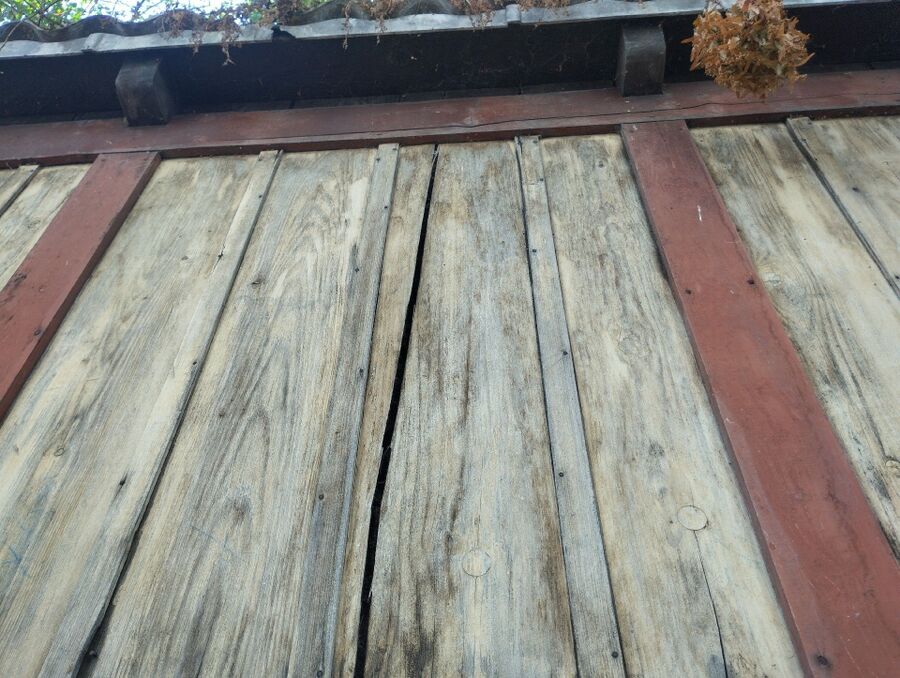 wespennest_entfernen