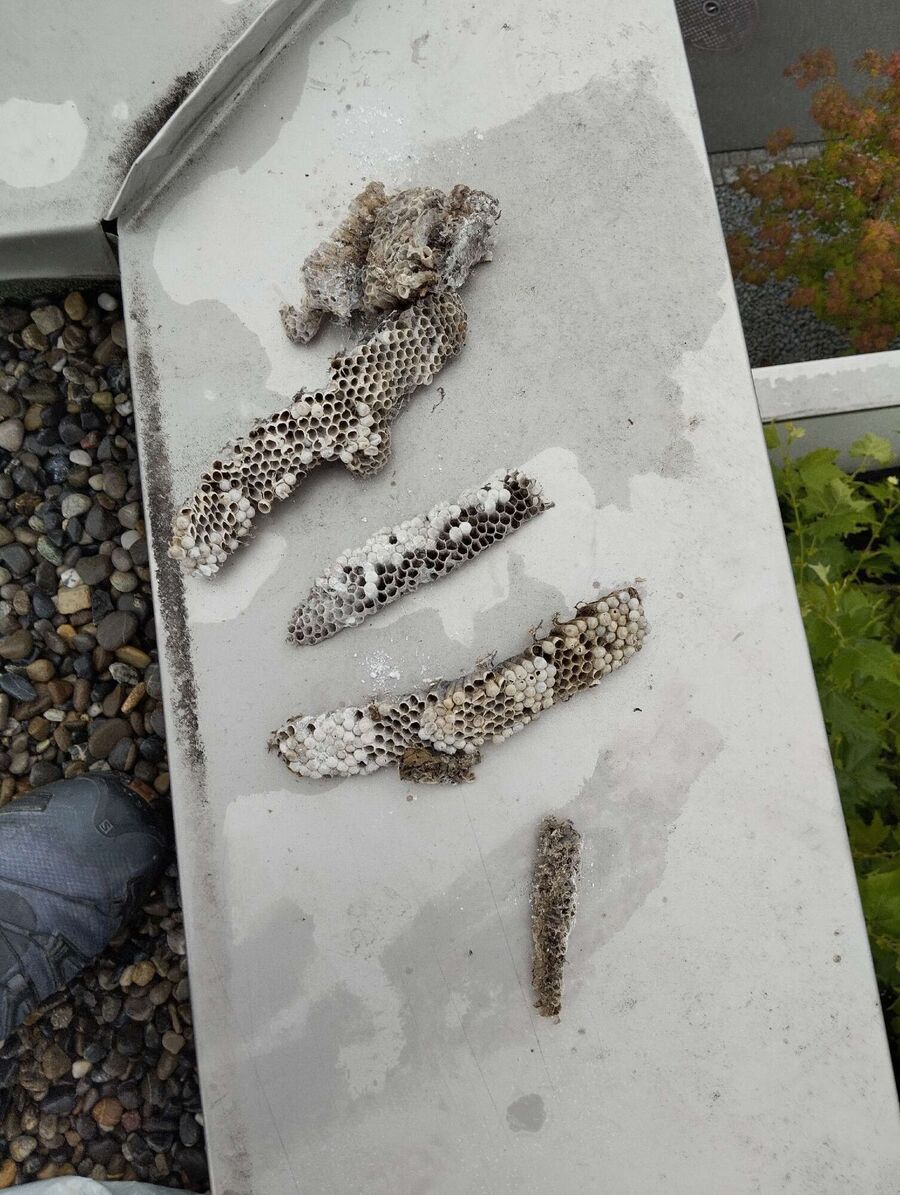 wespennest_entfernen