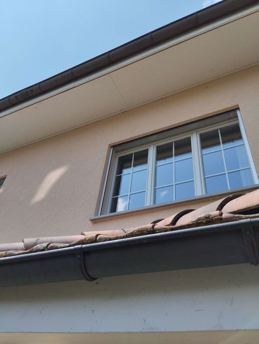 wespennest_entfernen