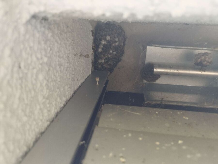 wespennest_entfernen