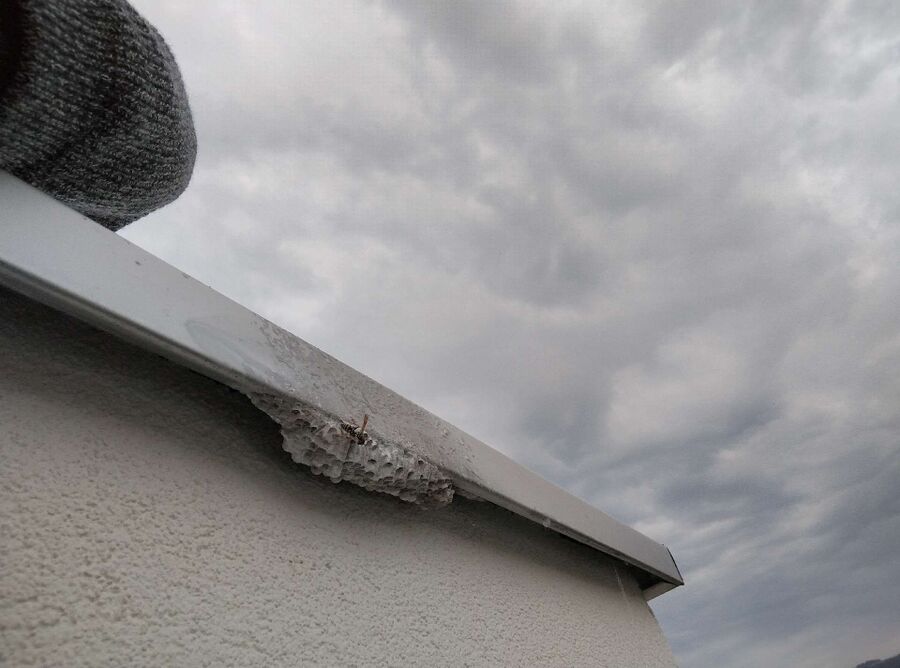 wespennest_entfernen