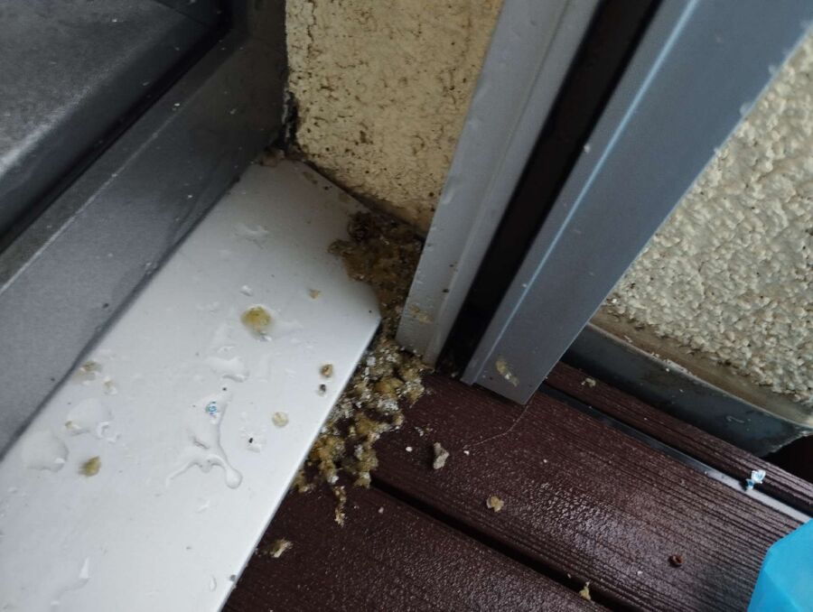 wespennest_entfernen