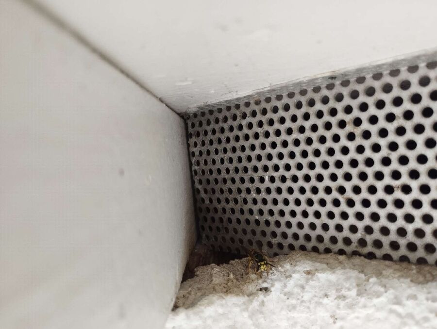 wespennest_entfernen