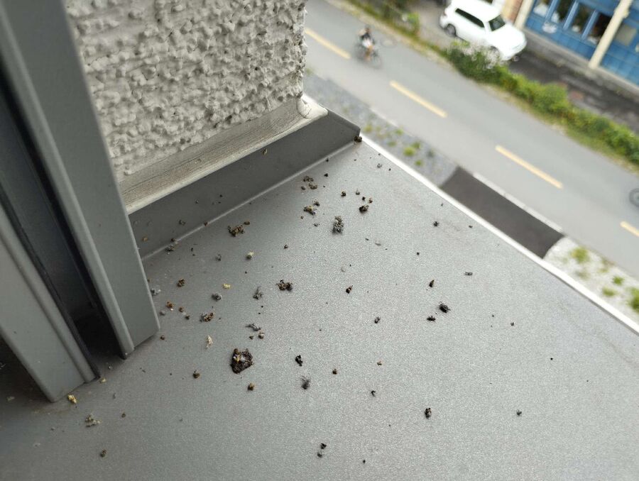 wespennest_entfernen