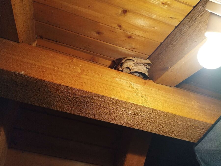 wespennest_entfernen