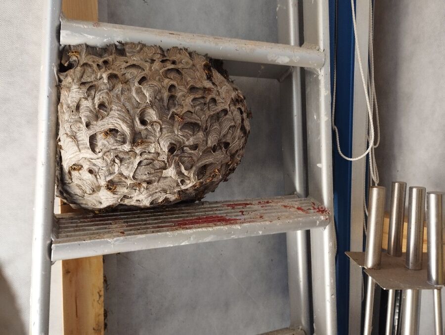 wespennest_entfernen