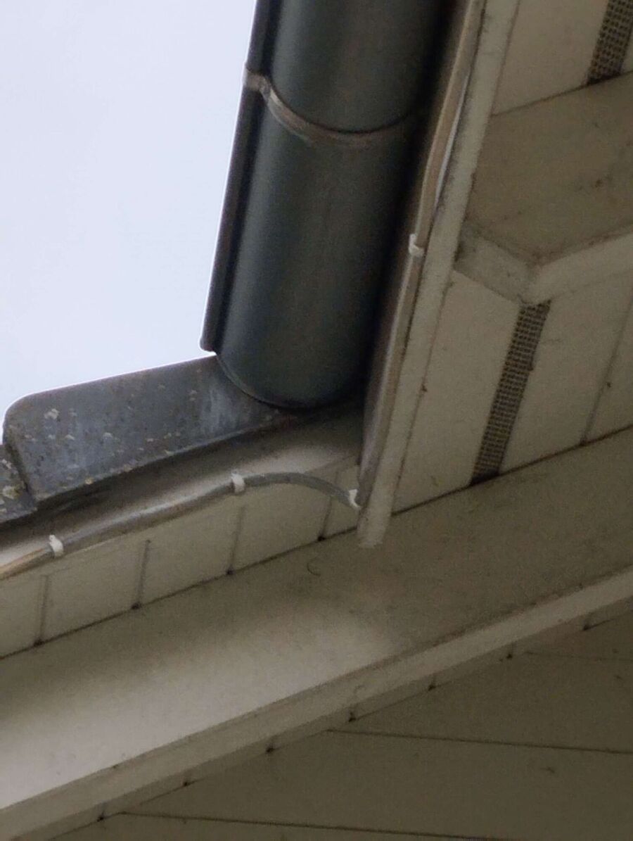 wespennest_entfernen