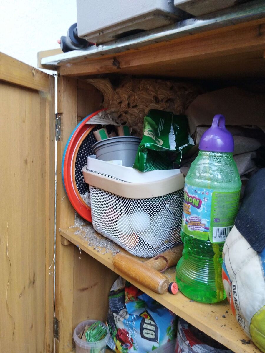 wespennest_entfernen