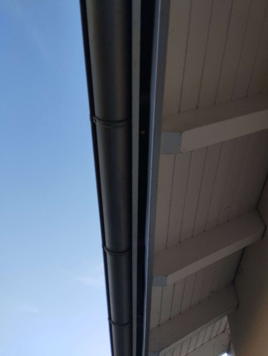 wespennest_entfernen