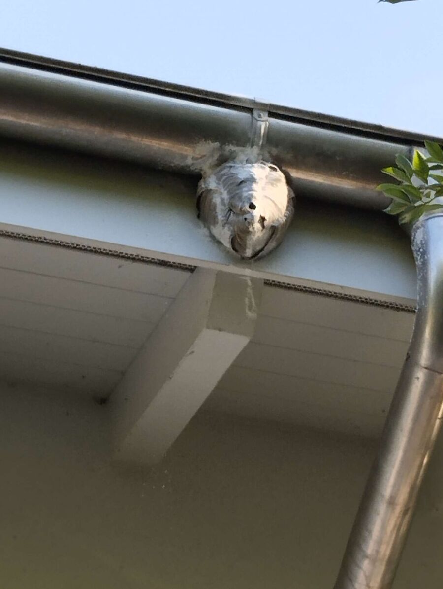 wespennest_entfernen