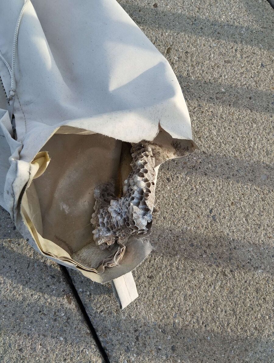 wespennest_entfernen