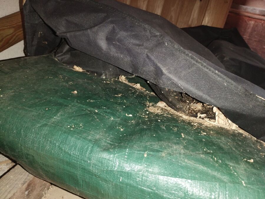 wespennest_entfernen