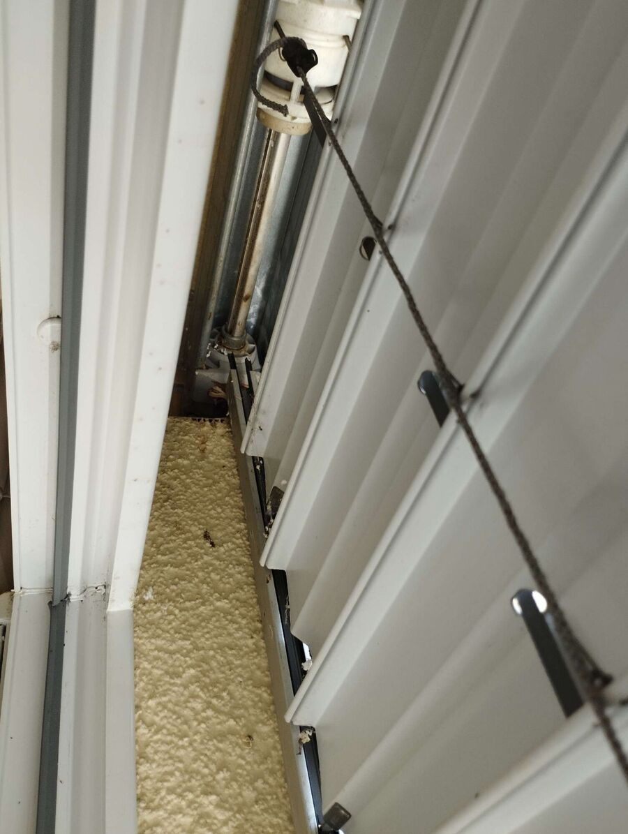 wespennest_entfernen